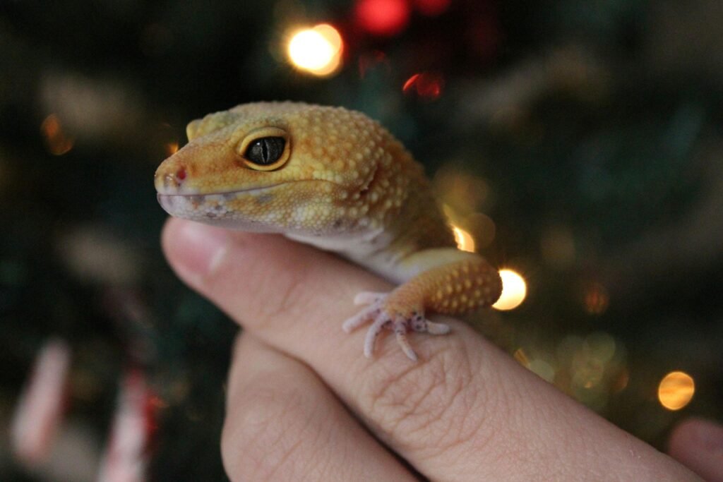10 Gift Ideas For Reptile Lovers
