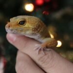 10 Gift Ideas For Reptile Lovers