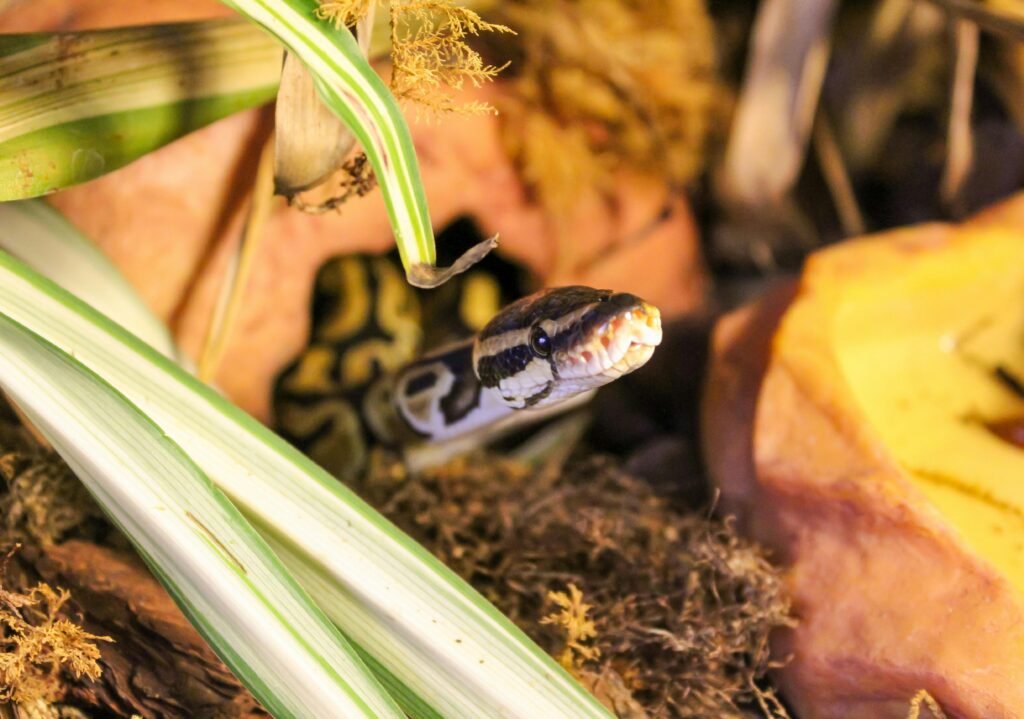 How to Transform the Look of Your Reptile Enclosures