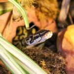 How to Transform the Look of Your Reptile Enclosures