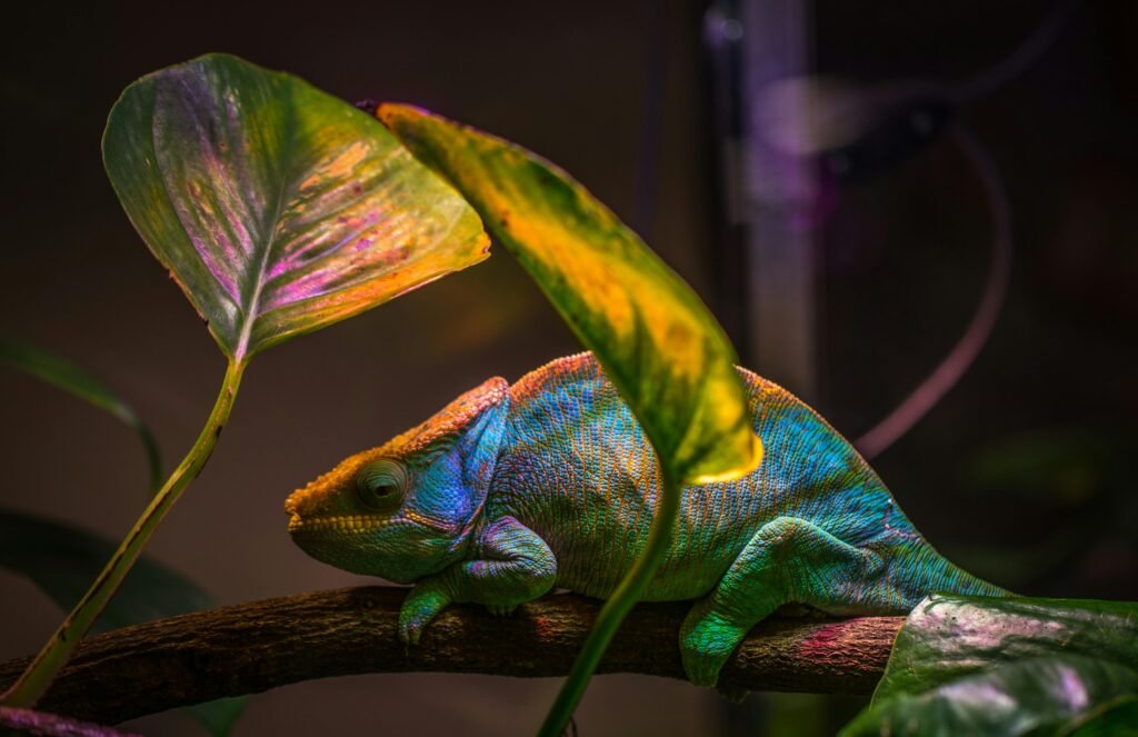 7 Must Haves to Improve the Look of Your Reptile Room