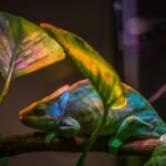 7 Must Haves to Improve the Look of Your Reptile Room