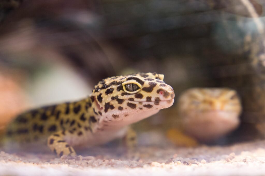 How to Set Up a Leopard Gecko Enclosure