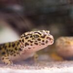 How to Set Up a Leopard Gecko Enclosure