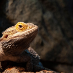 How to Care for a Bearded Dragon: Essential Tips for a Healthy Pet