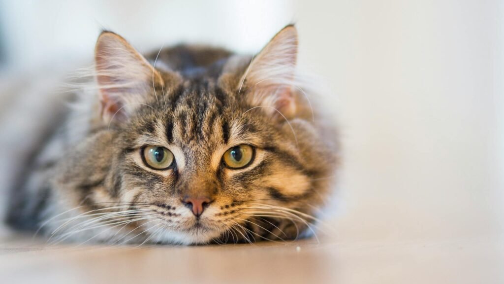New Cat Check List | Everything you Need to take Care of a Cat