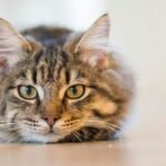 New Cat Check List | Everything you Need to take Care of a Cat