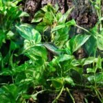 How to Create a Bioactive Reptile Enclosure: Essential Components and Where to Purchase Them