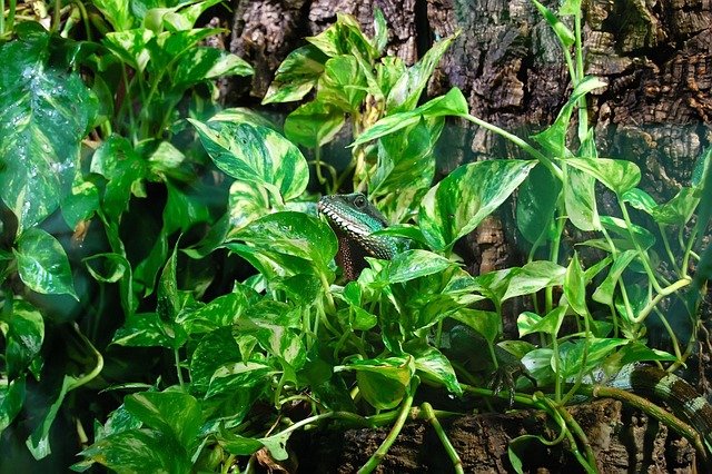 How to Create a Bioactive Reptile Enclosure: Essential Components and Where to Purchase Them