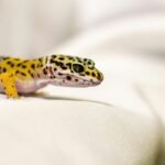 How to Care for a Leopard Gecko: Essential Tips for a Healthy Habitat