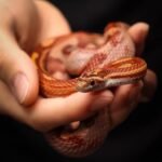 Free A vibrant red corn snake is gently held in human hands. Stock Photo