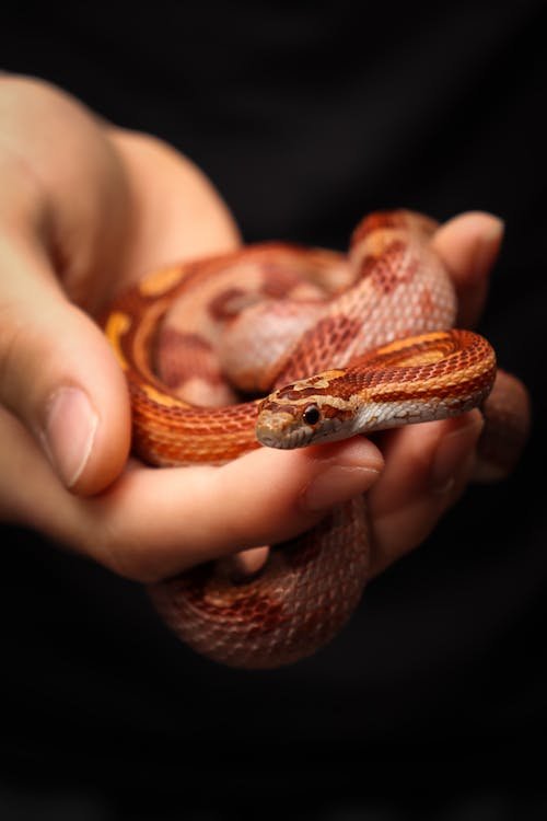Free A vibrant red corn snake is gently held in human hands. Stock Photo