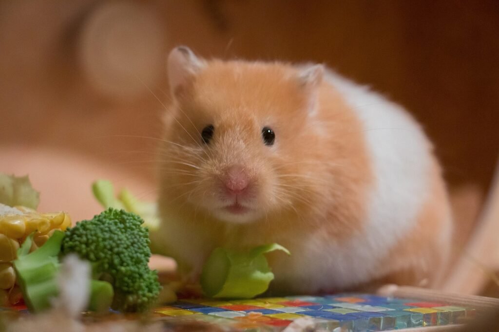 What to Feed Your Hamster: Diet and Nutrition