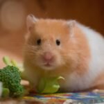 What to Feed Your Hamster: Diet and Nutrition