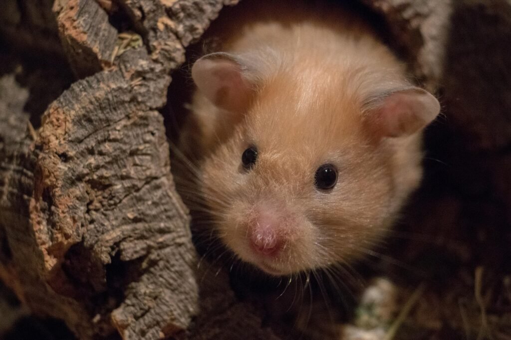 How to Take Care of a Hamster In Depth Guide: Expert Tips for Healthy and Happy Pets