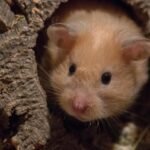 How to Take Care of a Hamster In Depth Guide: Expert Tips for Healthy and Happy Pets