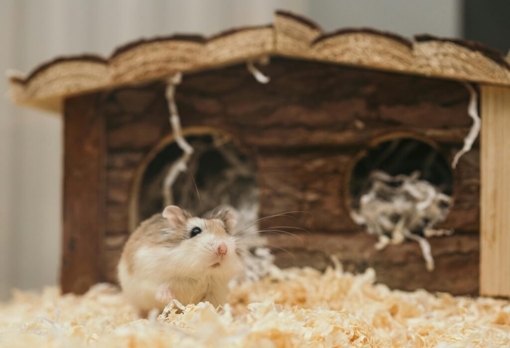 Setting up the Perfect Hamster Cage:Guide on Selecting the Right Cage Size, Types, Bedding Materials, and Accessories