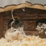 Setting up the Perfect Hamster Cage:Guide on Selecting the Right Cage Size, Types, Bedding Materials, and Accessories