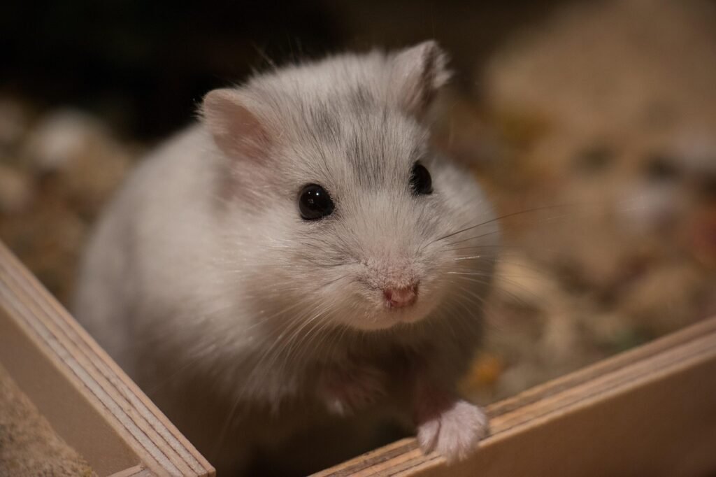 Explore the Most Popular Hamster Breeds: Temperaments, Sizes, and Care for the Perfect Pet Choice