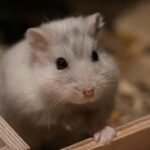 Explore the Most Popular Hamster Breeds: Temperaments, Sizes, and Care for the Perfect Pet Choice