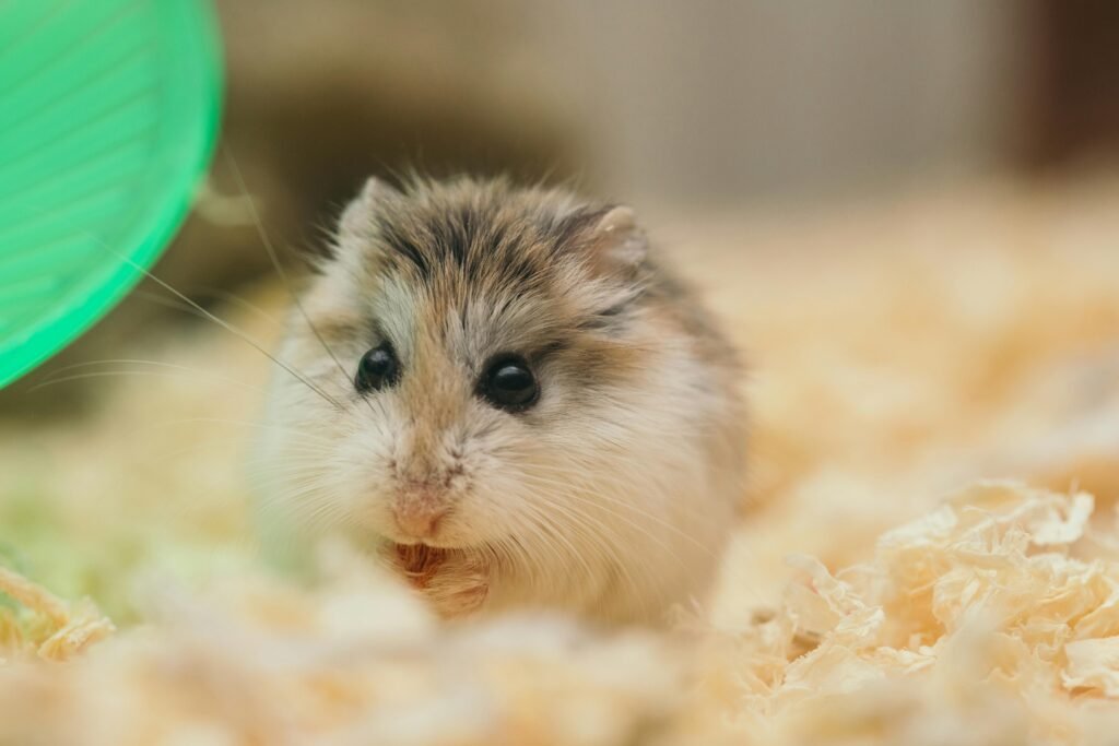Hamster Toys and Enrichment Ideas