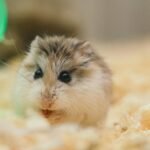 Hamster Toys and Enrichment Ideas