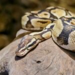 Ball Python Enclosure Setup: Creating the Perfect Habitat for Healthy Growth and Comfort