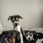 Coziest Dog Beds for Large and Small Breeds