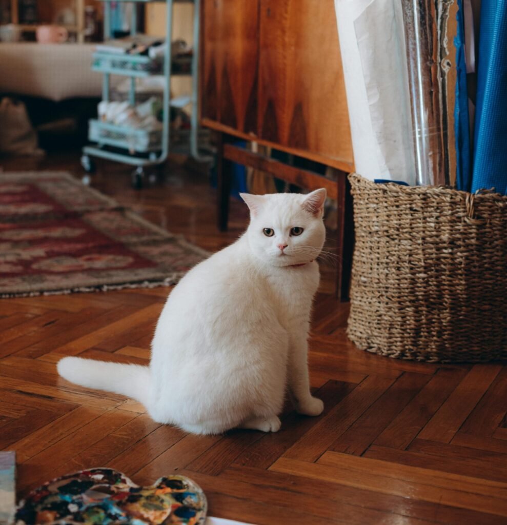 10 Hidden Cat Litter Box Ideas That Don’t Ruin Your Decor