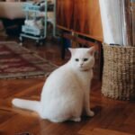 10 Hidden Cat Litter Box Ideas That Don’t Ruin Your Decor