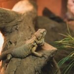 How to Step Up a Bearded Dragon Enclosure (A Complete Guide)