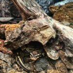 Ball Python Humidity and Substrate Guide for Optimal Care and Health