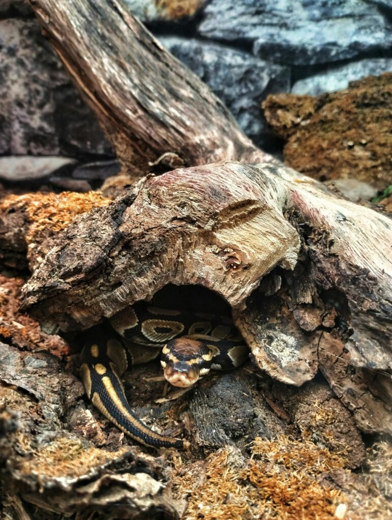 Ball Python Humidity and Substrate Guide for Optimal Care and Health