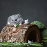 Hamster Cage Ideas/ 10 Fun Things to Add to Your Hamsters Home