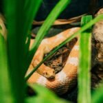 How to Make a Corn Snake Enclosure: A Practical Guide to Safe, Comfortable Habitat Setup