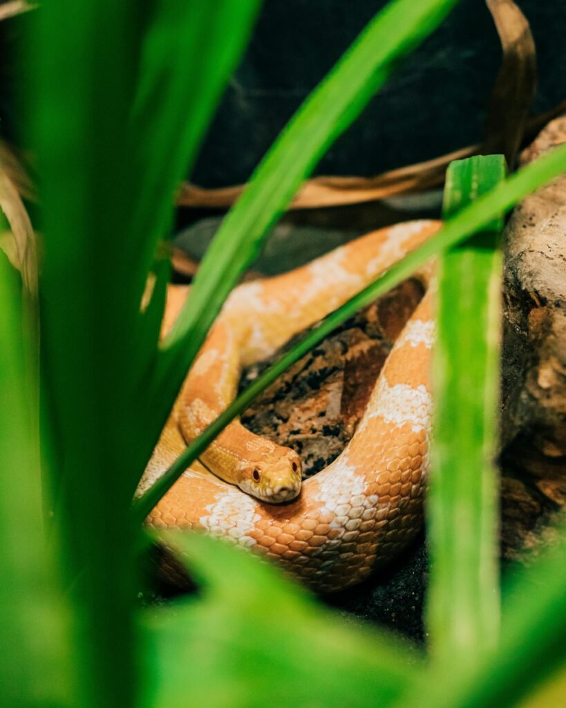 How to Make a Corn Snake Enclosure: A Practical Guide to Safe, Comfortable Habitat Setup